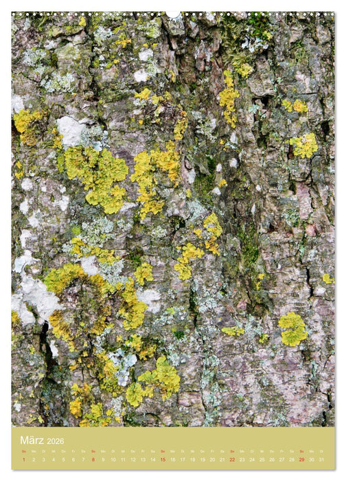 Baumhaut (CALVENDO Wandkalender 2026)
