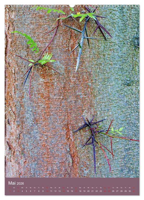 Baumhaut (CALVENDO Wandkalender 2026)