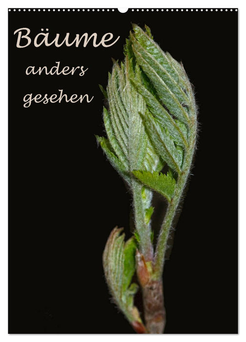 Bäume anders gesehen (CALVENDO Wandkalender 2026)