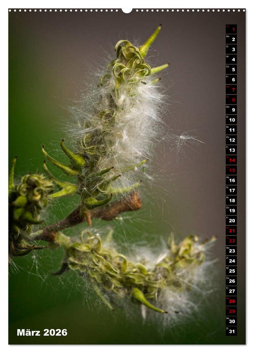 Bäume anders gesehen (CALVENDO Wandkalender 2026)