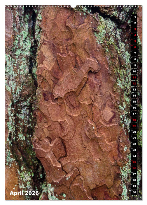 Bäume anders gesehen (CALVENDO Wandkalender 2026)