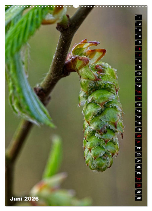 Bäume anders gesehen (CALVENDO Wandkalender 2026)