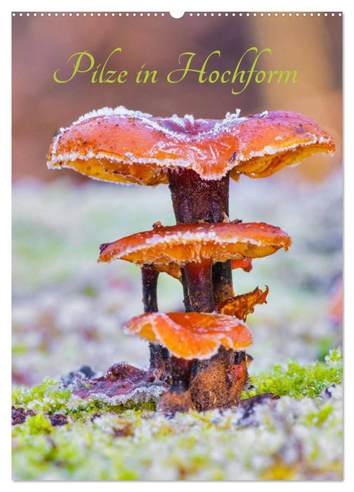 Pilze in Hochform (CALVENDO Wandkalender 2026)