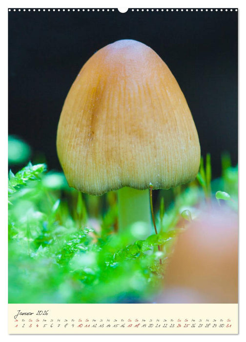 Pilze in Hochform (CALVENDO Wandkalender 2026)