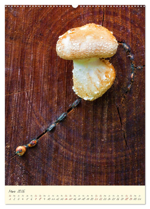 Pilze in Hochform (CALVENDO Wandkalender 2026)