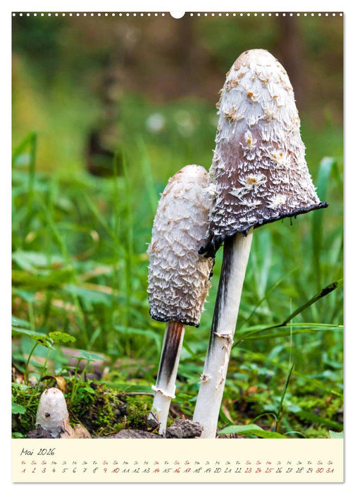 Pilze in Hochform (CALVENDO Wandkalender 2026)