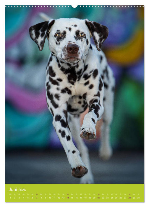 Graffiti Dogs Kunterbunt (CALVENDO Premium Wandkalender 2026)