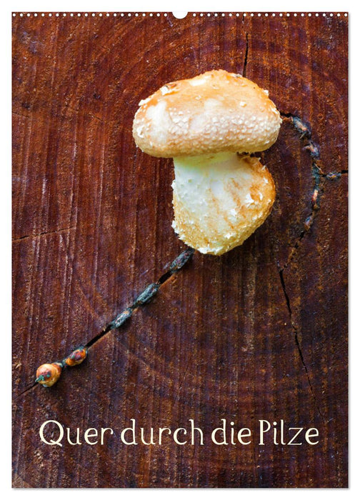 Quer durch die Pilze (CALVENDO Wandkalender 2026)