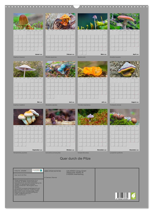 Quer durch die Pilze (CALVENDO Wandkalender 2026)
