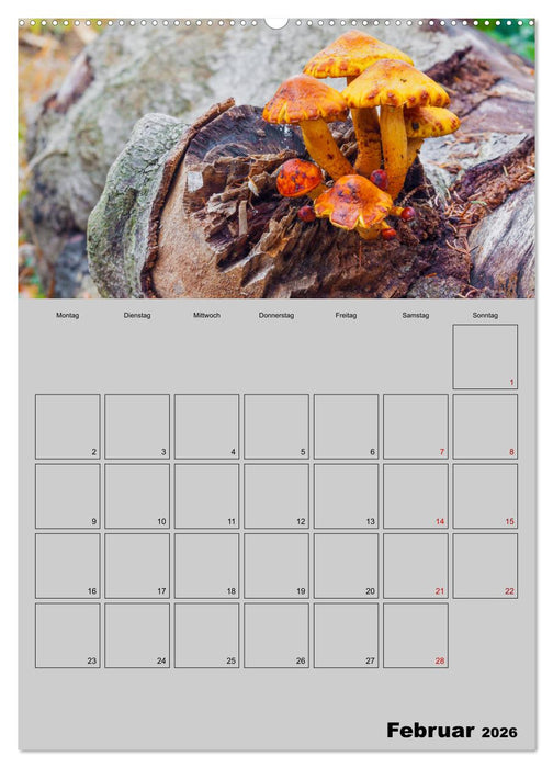 Quer durch die Pilze (CALVENDO Wandkalender 2026)