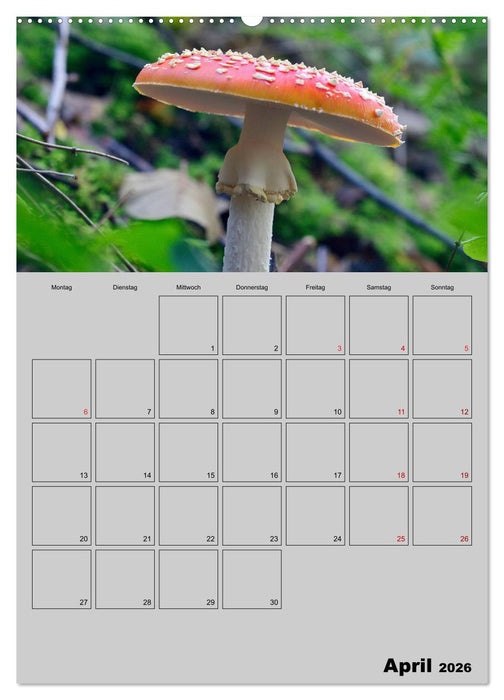 Quer durch die Pilze (CALVENDO Wandkalender 2026)