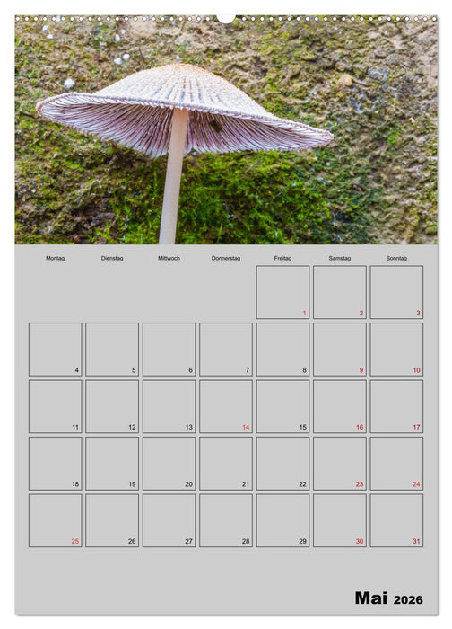 Quer durch die Pilze (CALVENDO Wandkalender 2026)