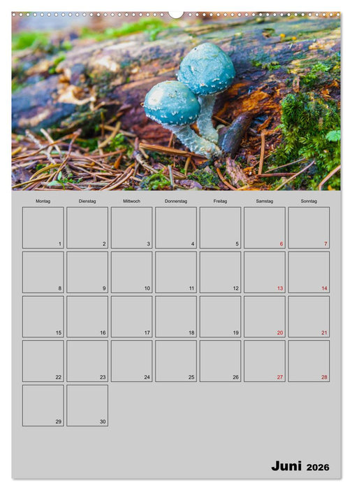 Quer durch die Pilze (CALVENDO Wandkalender 2026)