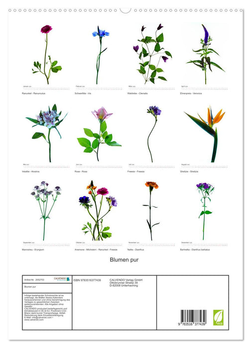 Blumen pur (CALVENDO Premium Wandkalender 2026)