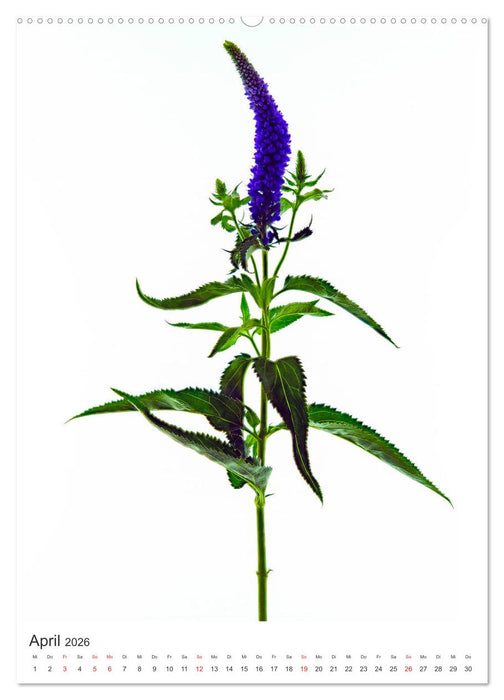 Blumen pur (CALVENDO Premium Wandkalender 2026)