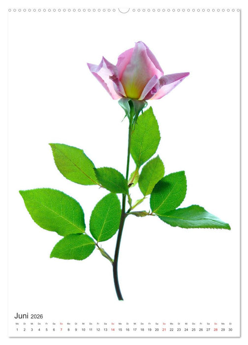 Blumen pur (CALVENDO Premium Wandkalender 2026)