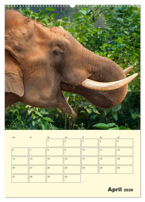 ELEFANTEN - Asiens graue Riesen (CALVENDO Premium Wandkalender 2026)