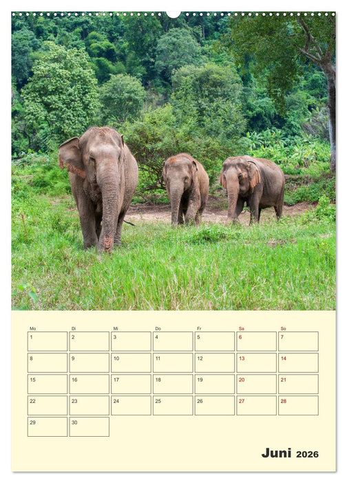ELEFANTEN - Asiens graue Riesen (CALVENDO Premium Wandkalender 2026)