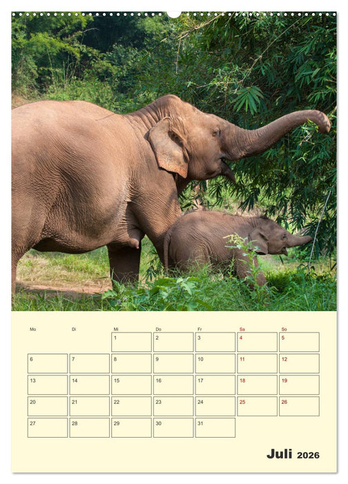 ELEFANTEN - Asiens graue Riesen (CALVENDO Premium Wandkalender 2026)