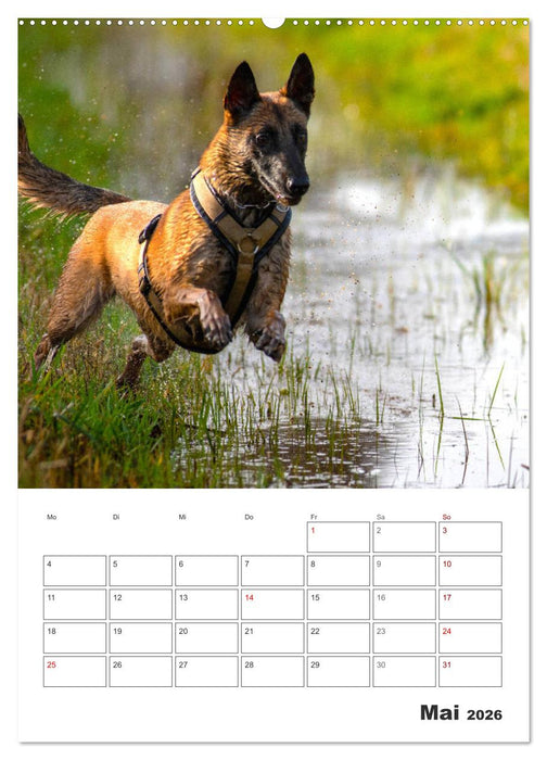 Malinois Power auf vier Pfoten (CALVENDO Premium Wandkalender 2026)