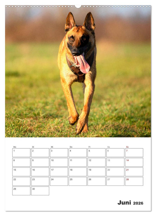 Malinois Power auf vier Pfoten (CALVENDO Premium Wandkalender 2026)