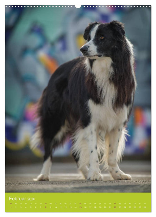 Graffiti Dogs Kunterbunt (CALVENDO Wandkalender 2026)