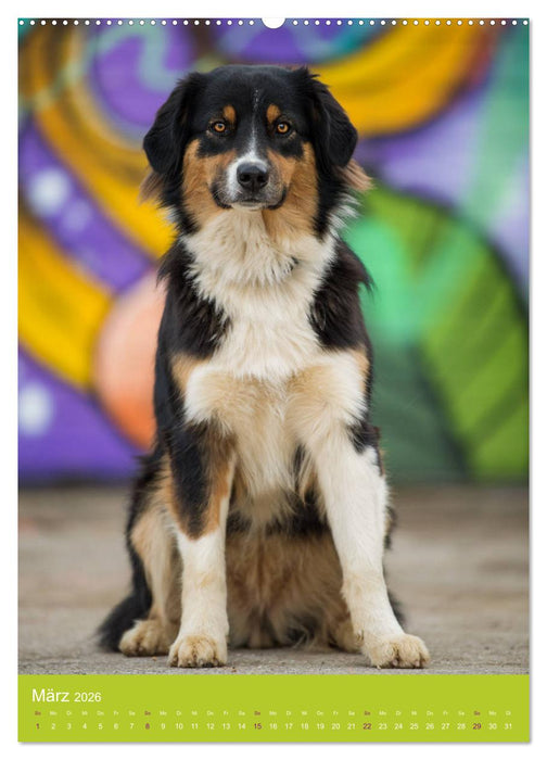 Graffiti Dogs Kunterbunt (CALVENDO Wandkalender 2026)