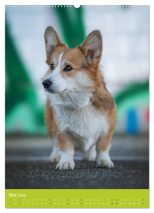 Graffiti Dogs Kunterbunt (CALVENDO Wandkalender 2026)