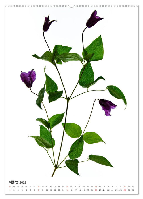 Blumen pur (CALVENDO Wandkalender 2026)