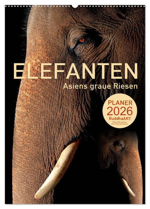 ELEFANTEN - Asiens graue Riesen (CALVENDO Wandkalender 2026)