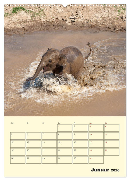 ELEFANTEN - Asiens graue Riesen (CALVENDO Wandkalender 2026)