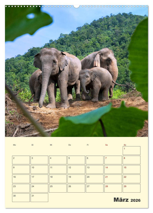 ELEFANTEN - Asiens graue Riesen (CALVENDO Wandkalender 2026)