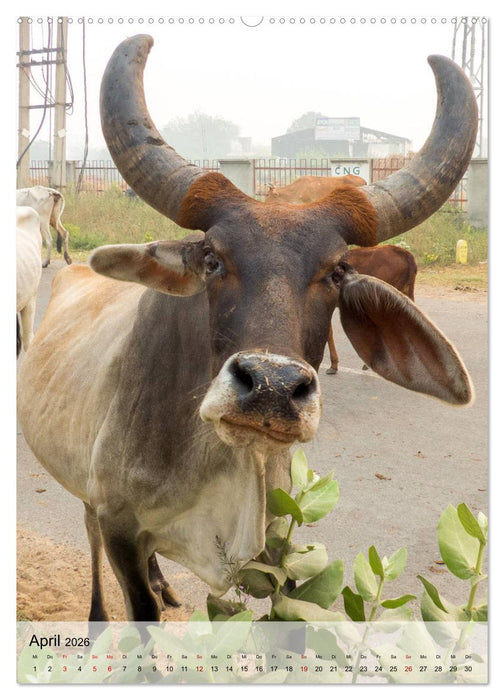 Indien - Impressionen (CALVENDO Premium Wandkalender 2026)