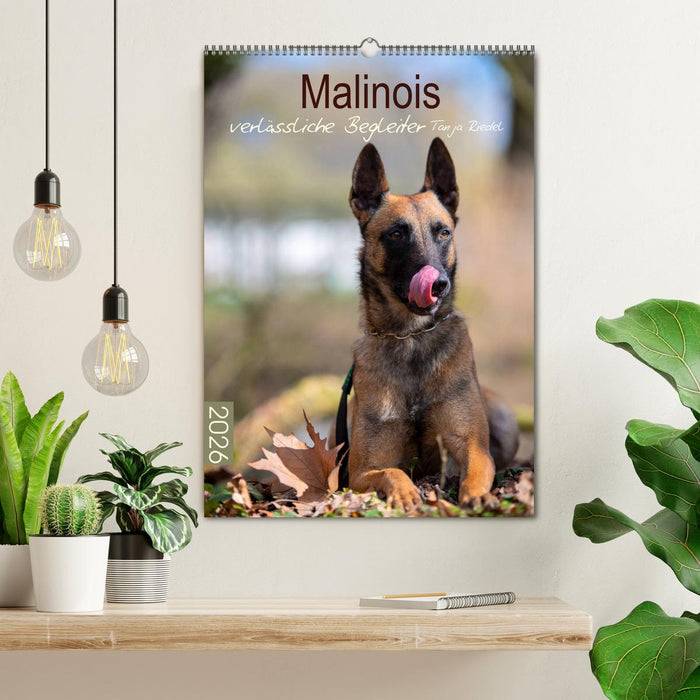 Malinois verlässliche Begleiter (CALVENDO Wandkalender 2026)
