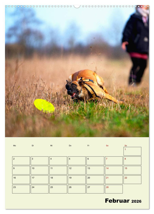 Malinois verlässliche Begleiter (CALVENDO Wandkalender 2026)