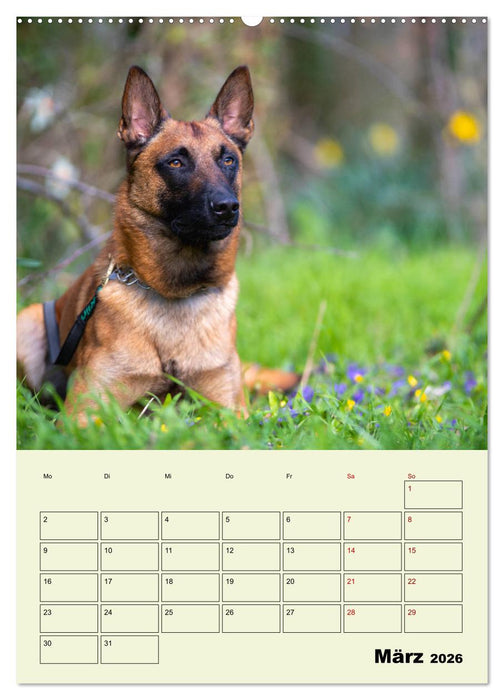 Malinois verlässliche Begleiter (CALVENDO Wandkalender 2026)
