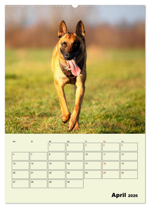 Malinois verlässliche Begleiter (CALVENDO Wandkalender 2026)