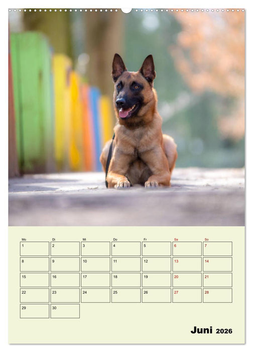 Malinois verlässliche Begleiter (CALVENDO Wandkalender 2026)