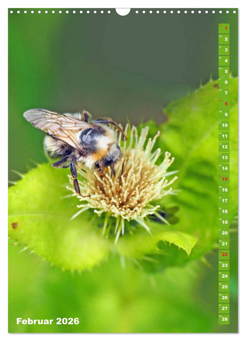 Blossom Love, von Bienen und Hummeln (CALVENDO Wandkalender 2026)