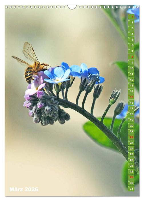 Blossom Love, von Bienen und Hummeln (CALVENDO Wandkalender 2026)