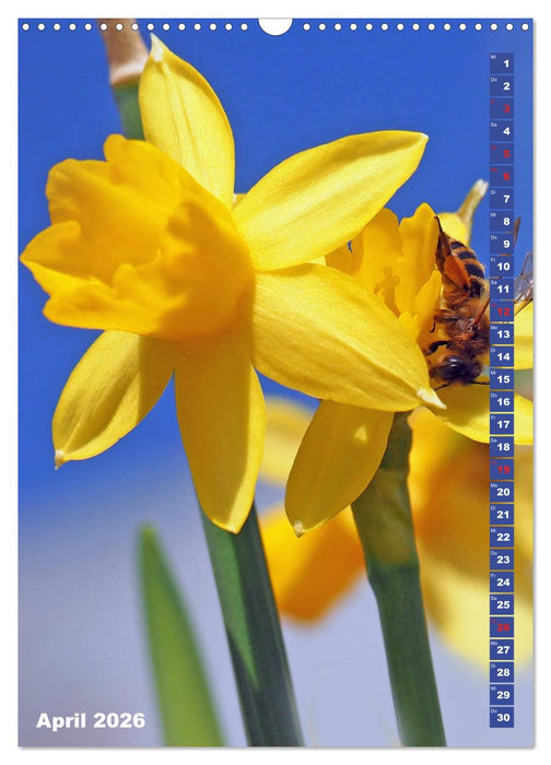 Blossom Love, von Bienen und Hummeln (CALVENDO Wandkalender 2026)