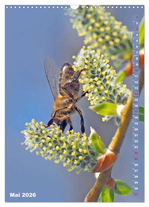 Blossom Love, von Bienen und Hummeln (CALVENDO Wandkalender 2026)