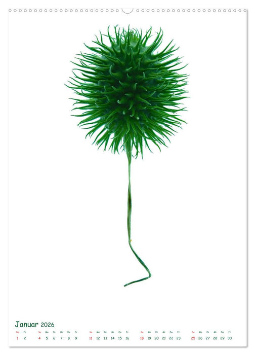 Die Faszination der Früchte (CALVENDO Premium Wandkalender 2026)