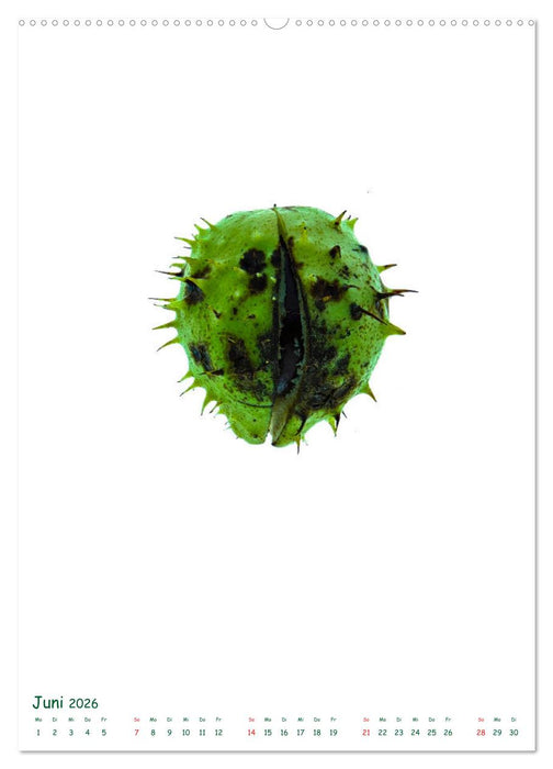 Die Faszination der Früchte (CALVENDO Premium Wandkalender 2026)