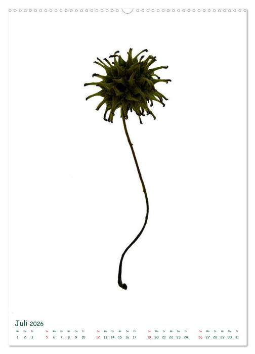 Die Faszination der Früchte (CALVENDO Premium Wandkalender 2026)