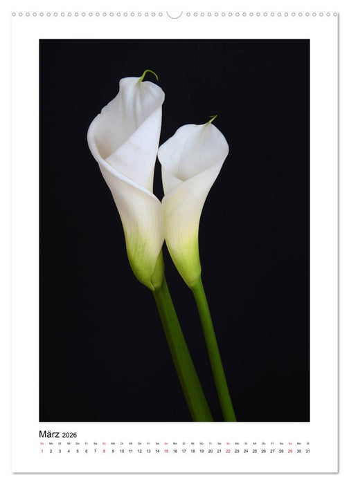 Poesie weißer Blüten (CALVENDO Wandkalender 2026)