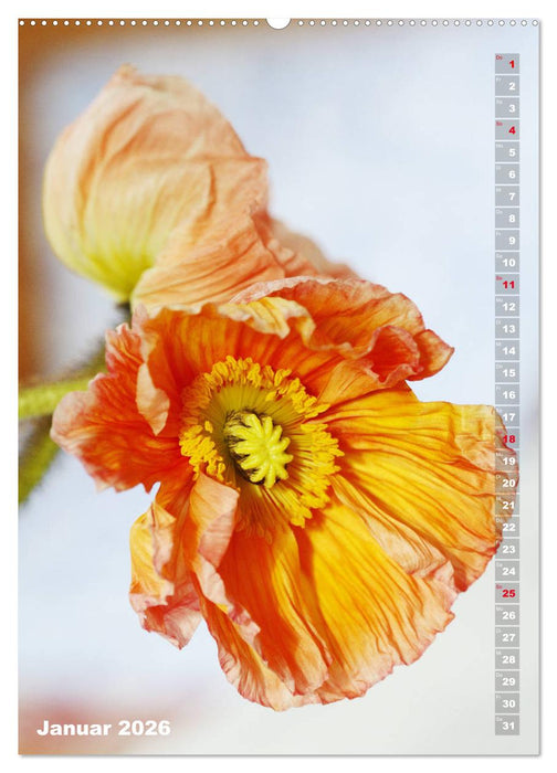 Mohn - Ein Blütentraum (CALVENDO Premium Wandkalender 2026)