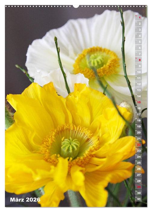 Mohn - Ein Blütentraum (CALVENDO Premium Wandkalender 2026)