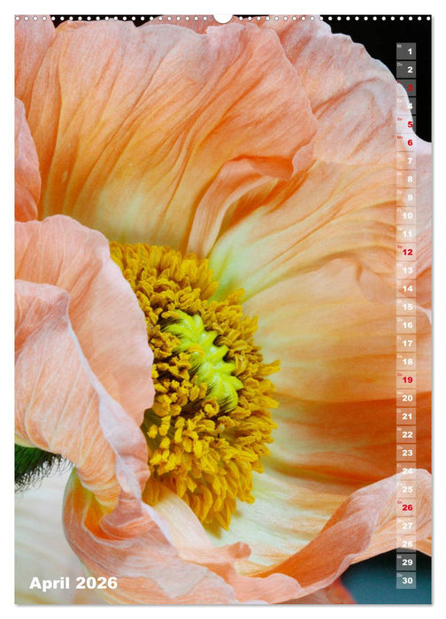 Mohn - Ein Blütentraum (CALVENDO Premium Wandkalender 2026)
