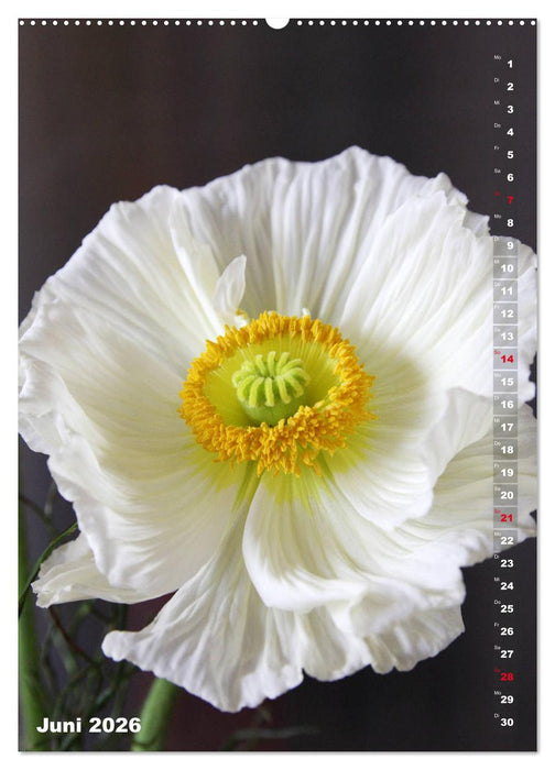 Mohn - Ein Blütentraum (CALVENDO Premium Wandkalender 2026)